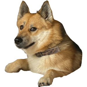  D.O.G.E. 