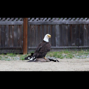  Meme Potential 